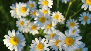 Italian Everyday Secrets: From Bathrobes to Chamomile